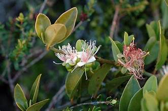 Capparis sepiaria